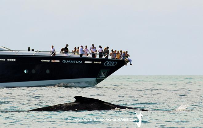 2016 Audi Hamilton Island Race Week - Day 3 - Audi Hamilton Island Whale Watching Week © Nic Douglass / www.AdventuresofaSailorGirl.com